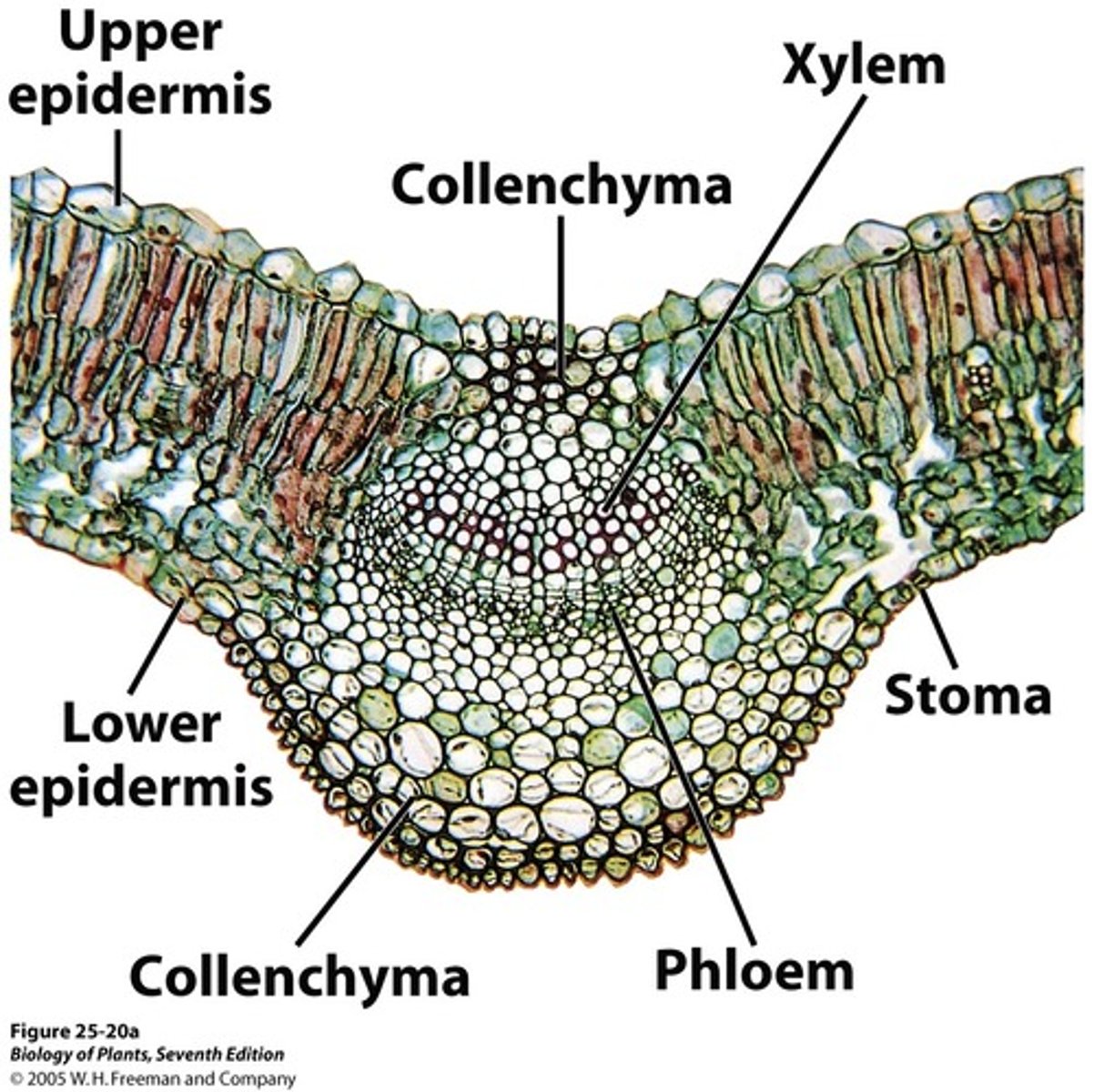 <p>Cells with thicker walls to support the vein in the leaf</p>