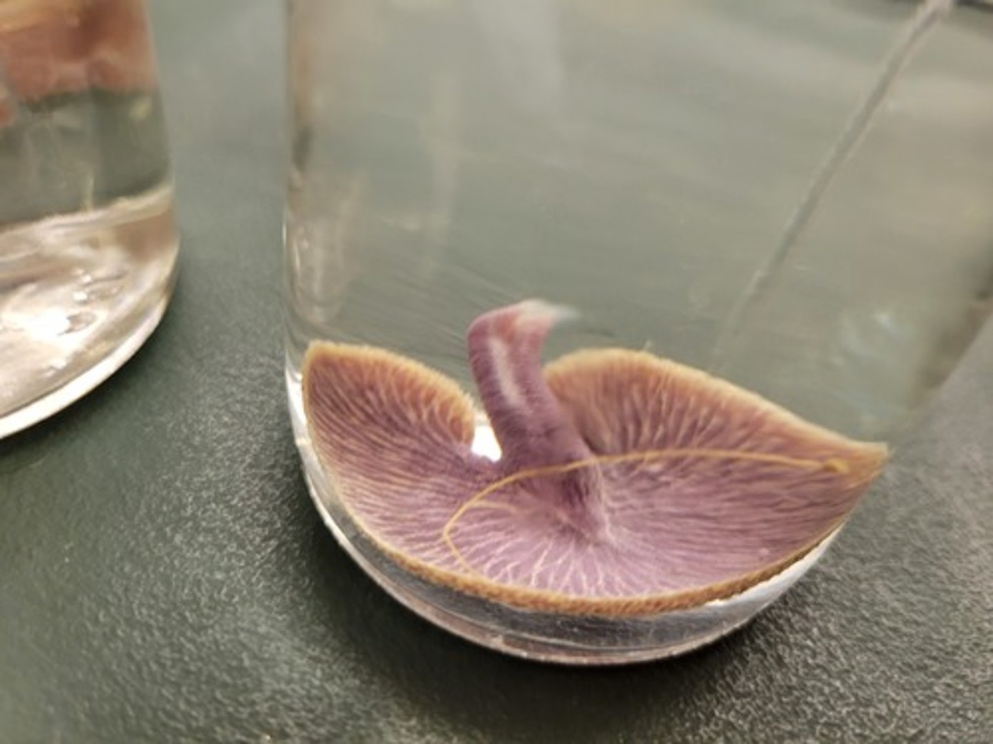 <p>Identify Taxonomy</p>