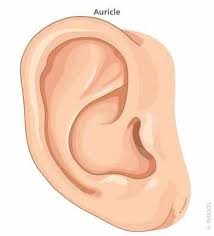 <p>The <strong><em></strong></em>__ is the external part of the ear that is visible and helps to collect sound waves.</p>
