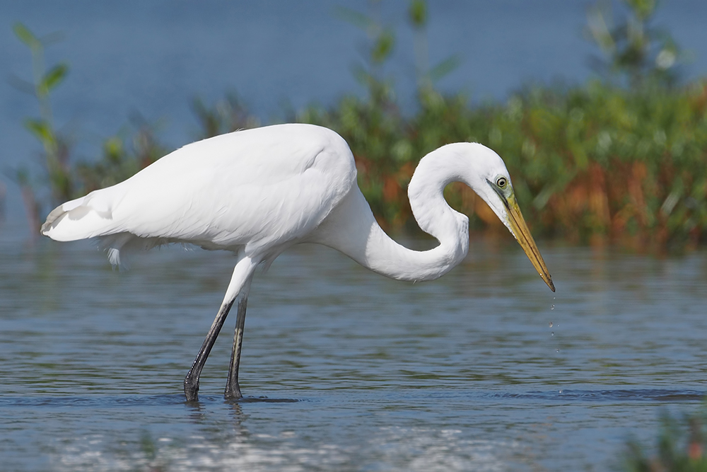 <p>yellow bill, black legs and feet</p>