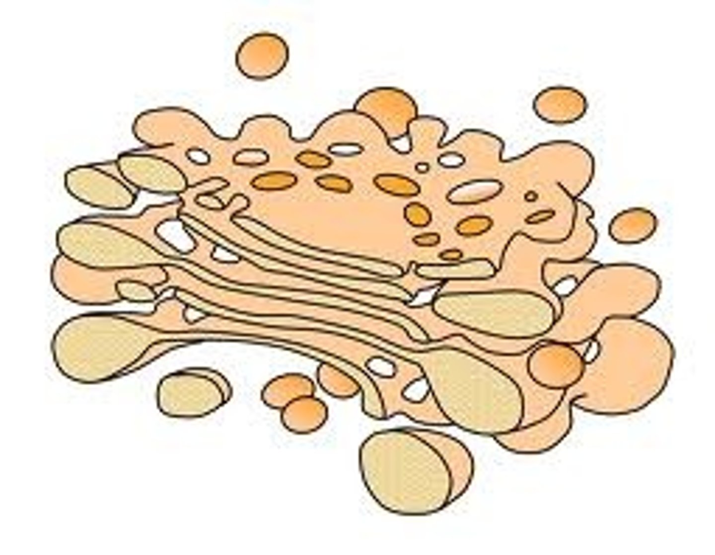 <p>This organelle sorts, packs, and ships proteins. This is known as the post office of the cell.</p>