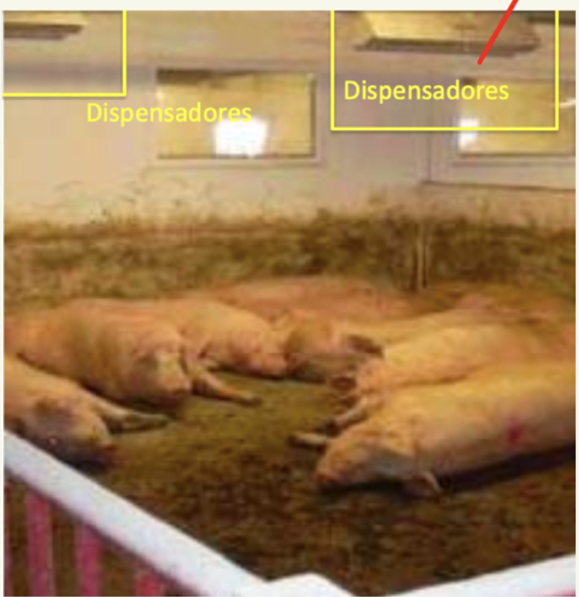 <p>- grupos de 10-25 cerdas</p><p>- primíparas separados</p>