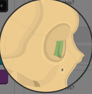 <p>What bone is this?</p>