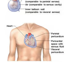 the walls of the ventral body cavity and the outer surfaces of the organs it contains are covered by this thin double layered membrane
