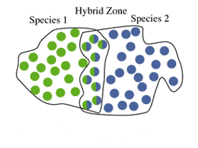 when new species evolve in contiguous, yet spatially segregated habitats.

Can be some hybridization where the 2 populations overlap.
