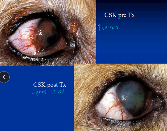 <ul><li><p>“degenerative pannus”</p></li><li><p><span style="background-color: transparent;"><strong><span>Et: </span></strong><span>Immune mediated </span></span></p></li><li><p><span style="background-color: transparent;"><strong><span>Sig: </span></strong></span><span style="background-color: transparent; color: rgb(176, 176, 176);"><span>GSD, Greyhounds</span></span></p></li><li><p><span style="background-color: transparent;"><strong><span>Cs: </span></strong></span><span style="background-color: transparent; color: red;"><span>progressive corneal vascularization and pigmentation beginning at inferior-temporal limbus - will progress over entire cornea </span></span></p><ul><li><p>starts in <span style="color: red;"><strong>lateral canthus</strong></span> then progresses </p></li></ul></li><li><p><span style="background-color: transparent;"><strong><span>Tx: topical </span></strong><span>dexamethasone, Cyclosporine, tacrolimus, </span><strong><u><span>Reduce UV exposure: doogles</span></u></strong></span></p></li></ul><p></p>