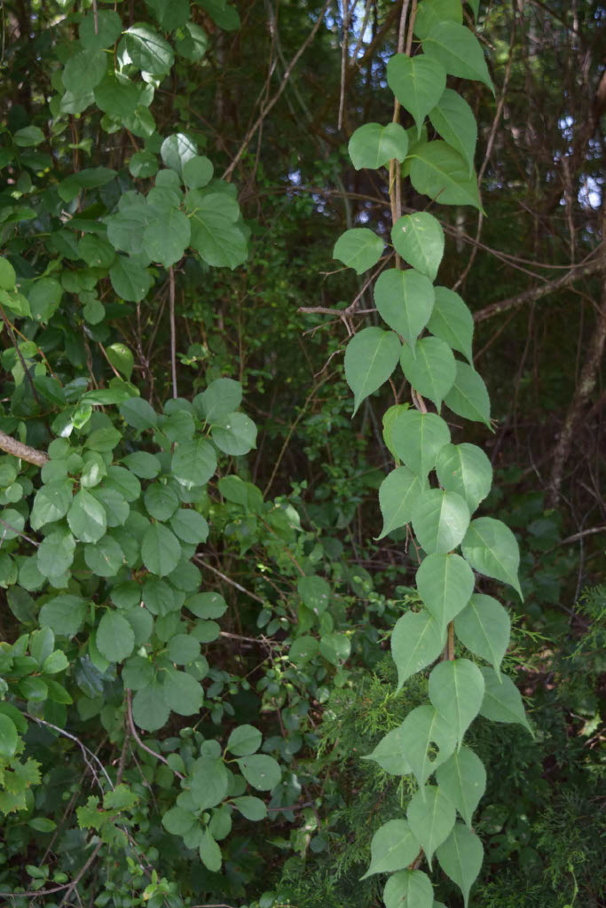 <p>What is the genus?</p>