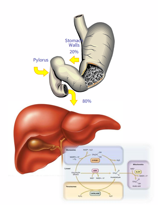 <p>IN:</p><p>- consumption (distributed throughout tissues and fluids)</p><p>- production (rare, auto-brewery syndrome, gut fermentation of sugars to alcohol)</p><p>.</p><p>OUT:</p><p>- &lt;10% is directly excreted (breath, sweat, urine, tears)</p><p>- &gt;90% is metabolised (liver)</p>
