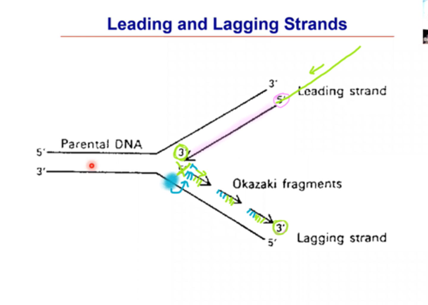 <p>5' to 3' (which makes it easier to replicate the leading strand)(it pairs with it's opposite 5-3 and 3-5)</p>