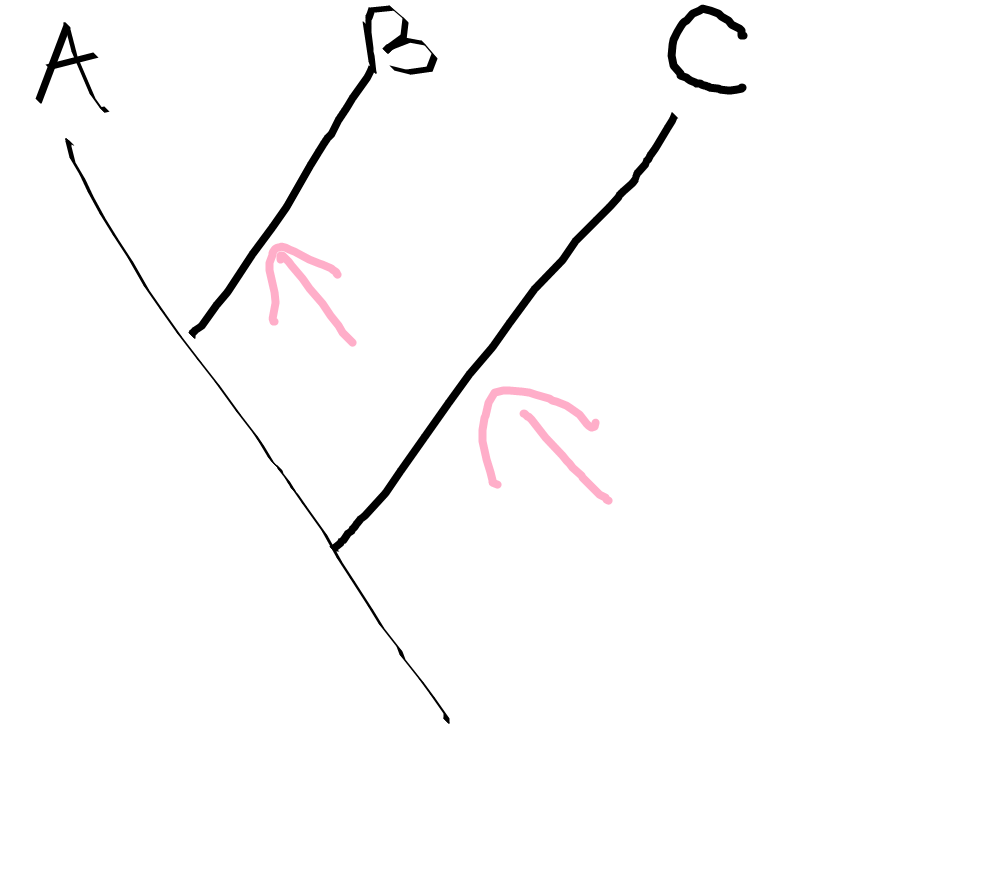<p>what is this part of the cladogram?</p>