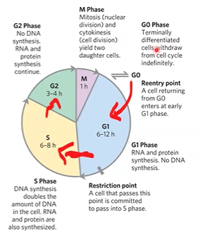 <p>G0 temporary</p><p>(senescence is permanent)</p>