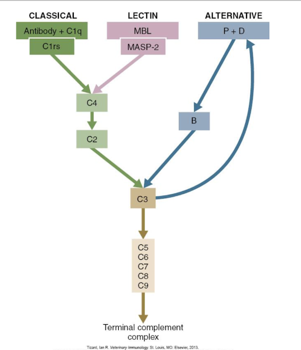 <p>C3</p><p>membrane attack complex (MAC)</p><p>pathogen destruction</p>
