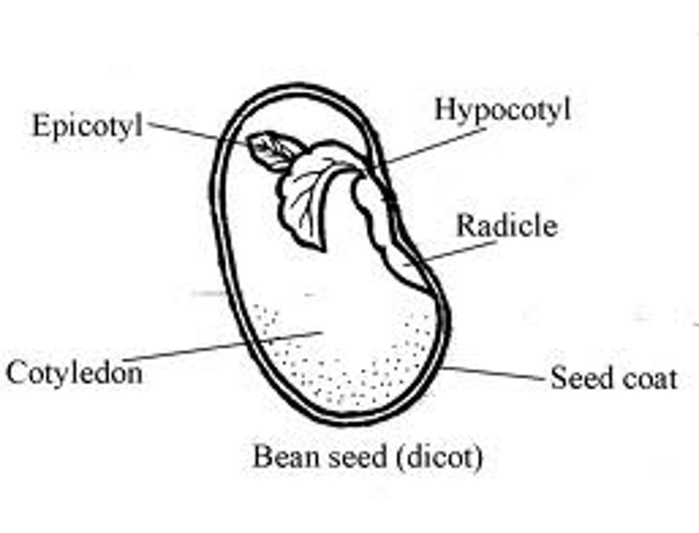 <p>a tiny plant inside a seed</p>