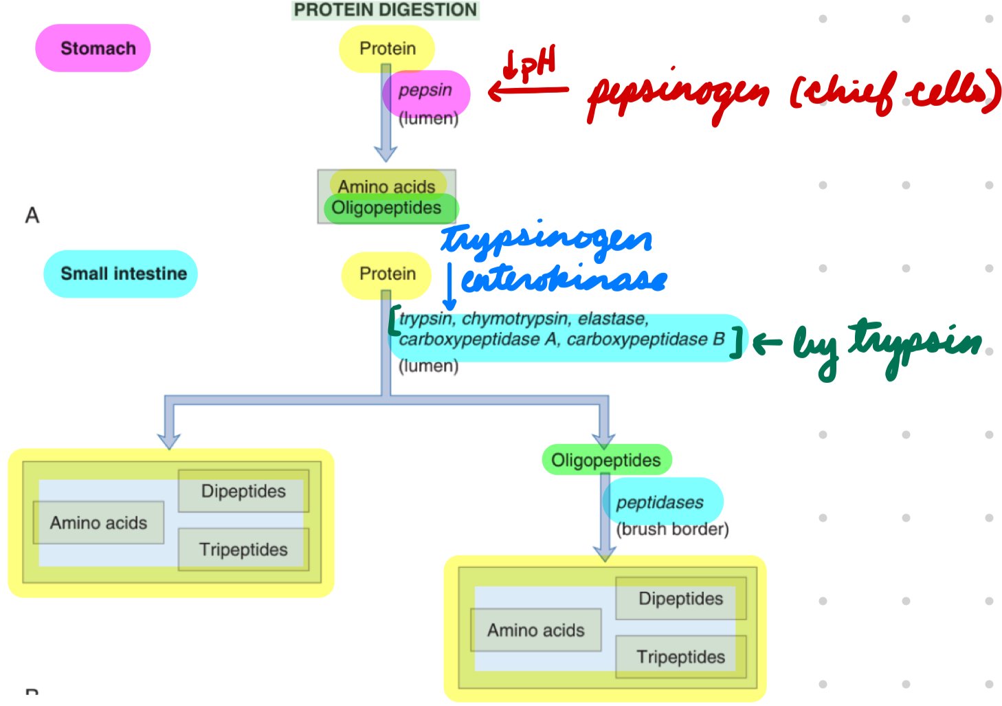 <p><strong>Trypsinogen → Trypsin</strong></p><ul><li><p>Enterokinase (brush-border enzyme)</p></li></ul><p>Trypsinogen, chymotrypsinogen, proelastase, procarboxypeptidase A/B → Trypsin, chymotrypsin, elastase, carboxypeptidase A/B</p><ul><li><p>Trypsin</p></li><li><p><strong>Proteins → Oligopeptides, small peptides, amino acids</strong></p><ul><li><p><strong>Oligopeptides → Small peptides + amino acids</strong></p></li></ul></li></ul><p></p>
