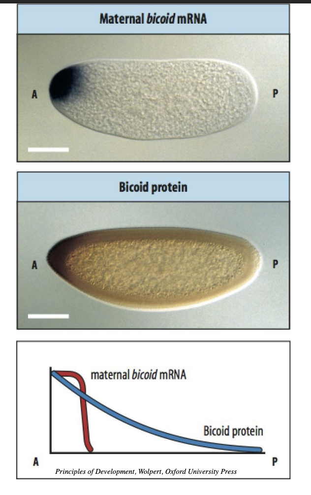 <p>Bicoid codes for transciption factor</p><ol><li><p>maternalling generated bicoid mRNA deposited at anterior tip</p></li><li><p>translation leads to gradient of Bicoid protein</p></li><li><p>Bicoid protein leads to <strong>activation</strong> anteriorly of <strong>zygotic</strong> gene→ <strong>hunchback</strong> (i.e working as a trasnciption factor)</p></li></ol><p></p><p></p><p>Bicoid is ina gradient</p><p>over a line→ causes a straight line of hunchback</p>