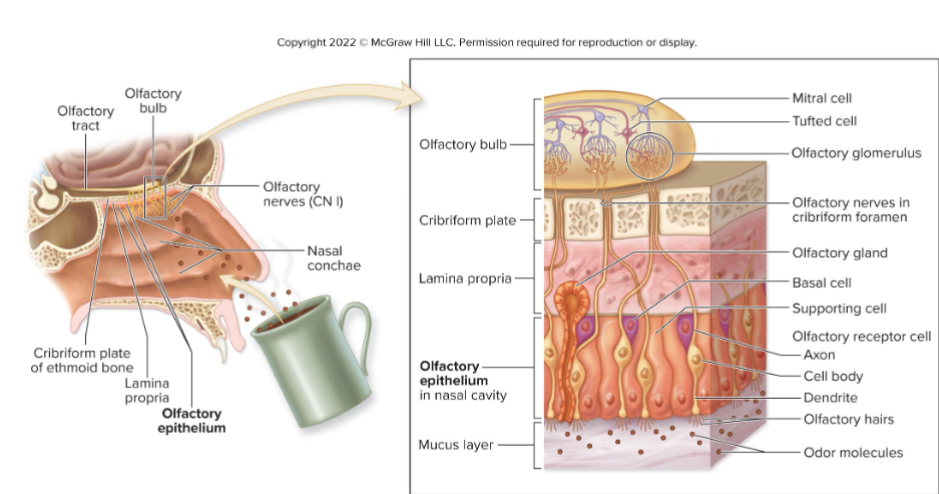 <p>What is the olfactory epithelium?</p>