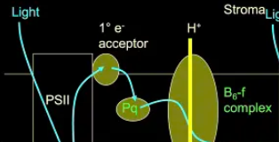 <p><span>plastoquinone; crucial electron and hydrogen carrier in the light-dependent reactions of photosynthesis, moving electrons from Photosystem II to the cytochrome b6f complex</span></p><p></p>