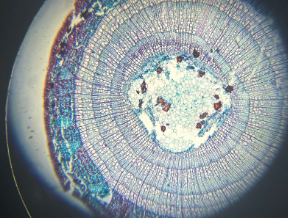 dicot stem