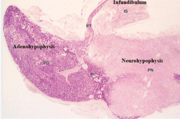 <p>regions of the hypothalamus</p>