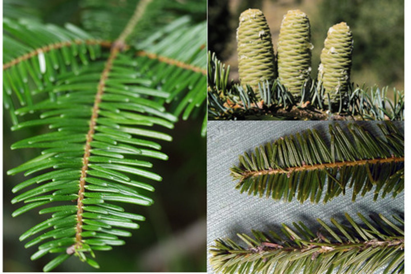 <p>Conifer, upright, "smooth" scaled cones. deeply furrowed bark. Resin blisters when young. Thin, midsized needles, horizontally arranged (tops and bottoms of branches are visible)</p>