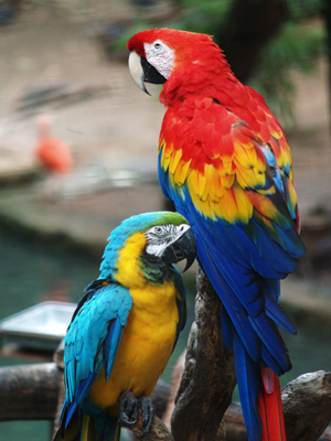 <p>Macaws</p>