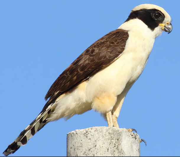 <p>What bird is this?</p>