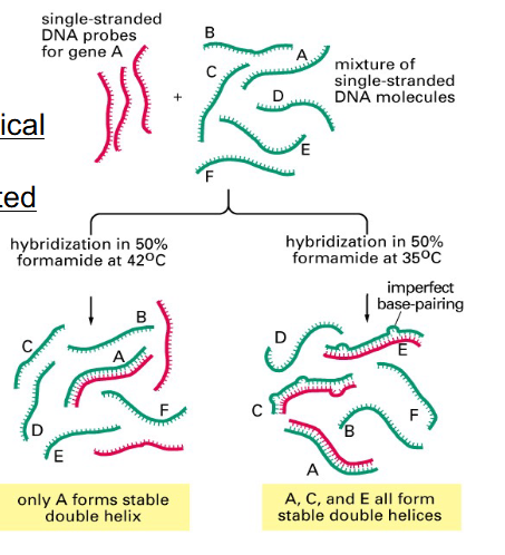 <p>Nucleic Acid Hybridisation and Detection</p>