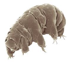 <p>what phylum do these belong in?</p>
