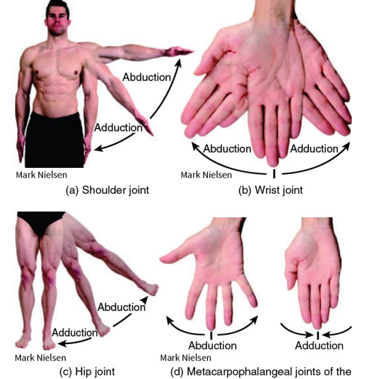 <p>Synovial (Movement) - <span style="color: red"><strong>Abduction and Adduction</strong></span></p><p><strong>*just read/study</strong></p>