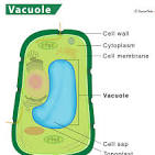 <p>these make the plant turgid (inflated) </p><p>also house pigmentation</p><p>both plants and humans have this</p>