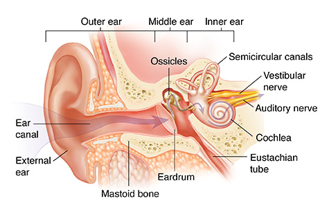 <p>The channel located in the outer ear that funnels sound waves from the pinna to the tympanic membrane (ear drum)</p>