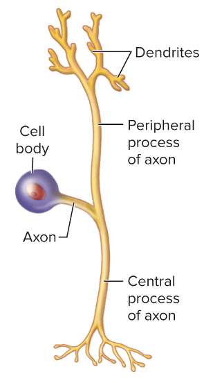 <p>what is this type of neuron and do you know?</p>