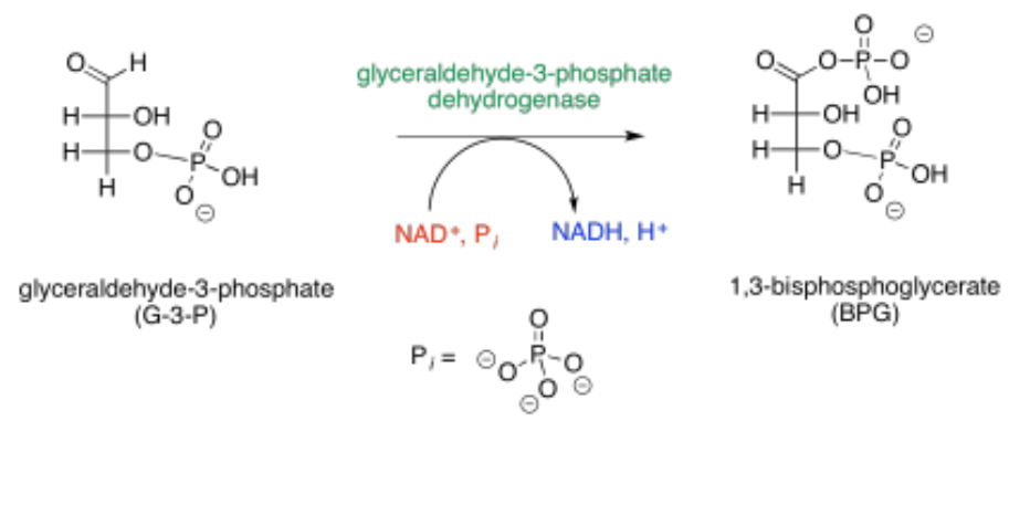 <p>Glyceraldehyde-3-phosphate dehydrogenase </p><p>Reaction operates near equilibrium</p><p>covalent catalysis</p><p>Glyceraldehyde-3-phosphate (G-3P) to 1,3-Bisphosphoglycerate (1,3BPG)</p>