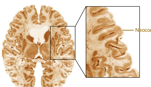 <p>The cerebrums surface</p><p>Convoluted into hundreds of folds</p><p>Where all the higher brain functions take place</p><p>Contains ~20% of all neurons</p>