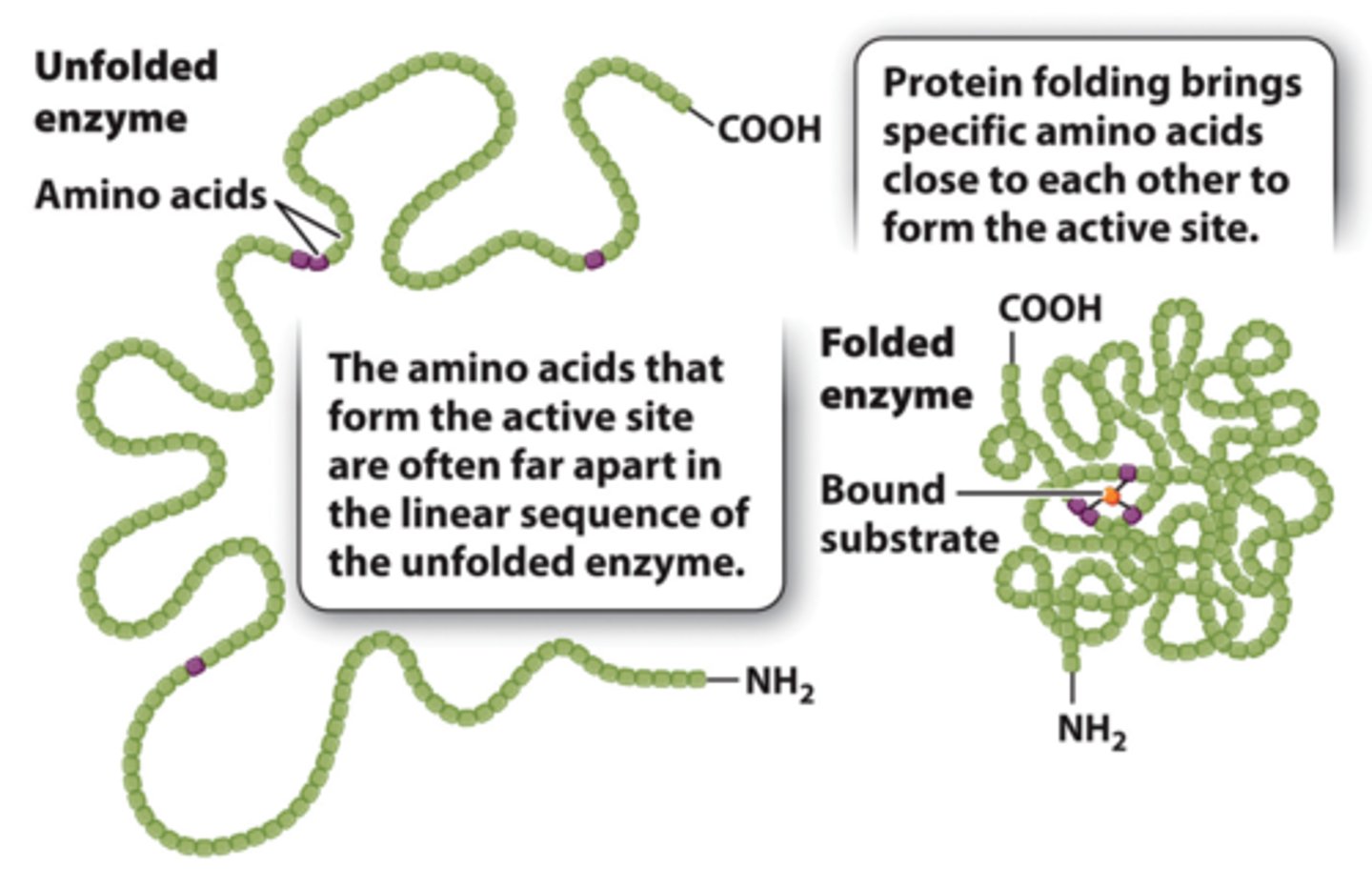 <p>1. An enzyme's active site is extremely small compared to the enzyme itself. <br>2. The active-site amino acids may be spaced far apart in the primary sequence of the enzyme, but when the protein is folded, they come together to form the active site. <br>3. Enzymes active site is specific for both the substrate and the type of reaction that is catalyzed.</p>