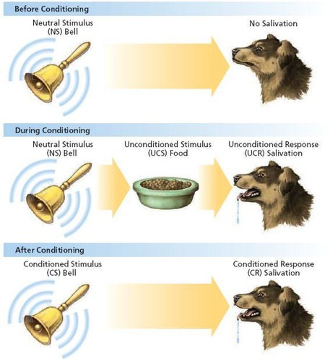 <p>Learning to make a reflex response to a stimulus other than the original, natural stimulus.</p>