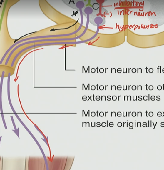 <ul><li><p>The neurotransmitter it releases is an inhibitory neurotransmitter (GABA, glycine)</p></li><li><p>Causes alpha motor neuron to hyperpolarize → no AP fired → goes to opposite muscle (antagonistic muscle)</p></li></ul><p></p>