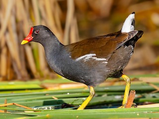<p>Red forehead shield, yellow-tipped bill, white side stripe.</p>