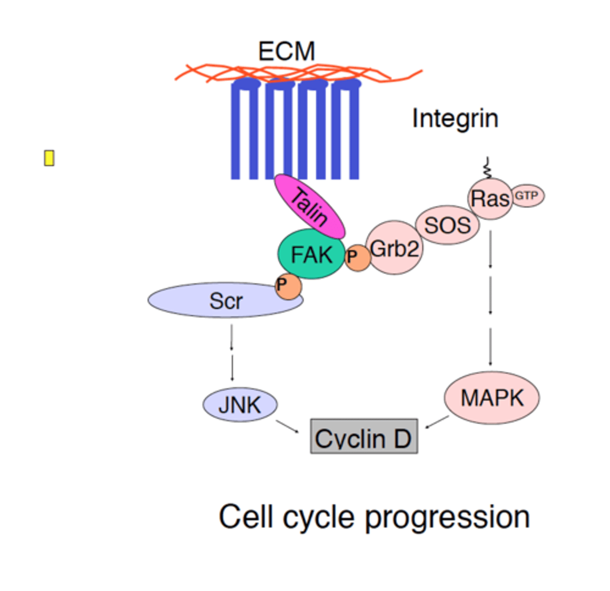 <p>a nonreceptor tyrosine kinase that plays a key role in integrin signaling</p>