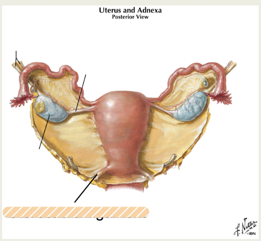 <p>bilateral ligaments that <strong>attach to posterior inferior portion of uterus and sacrum</strong></p><p>provide<strong> posterior and inferior support</strong></p>