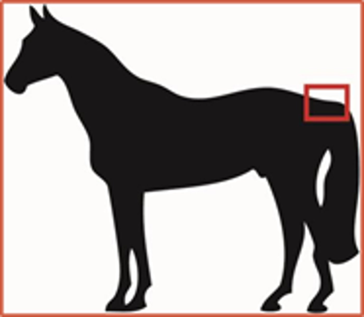 <p>base of tail</p>