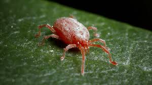 <p>What is this pest?</p>