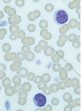 <p>What species blood</p>