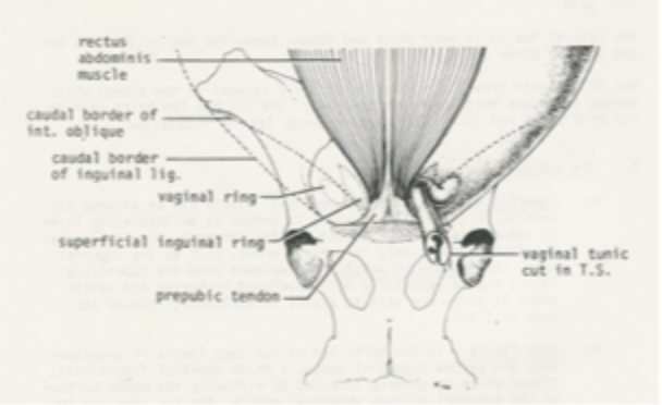 <p>rectus abdominis muscle</p>