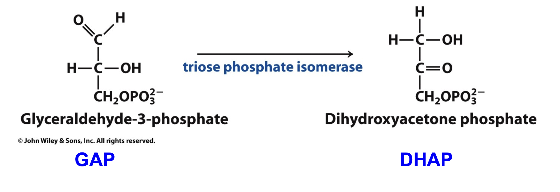 <ul><li><p>GAP is the reactant and DHAP is the product, isomerase is the enzyme</p></li><li><p>As [GAP] decreases, the [DHAP] increases</p></li></ul><p></p>