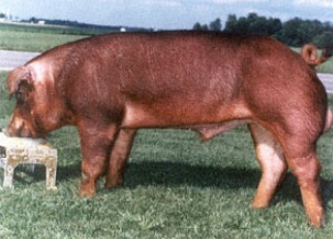 <p><strong>“Red Power”</strong> good growth, FE</p>