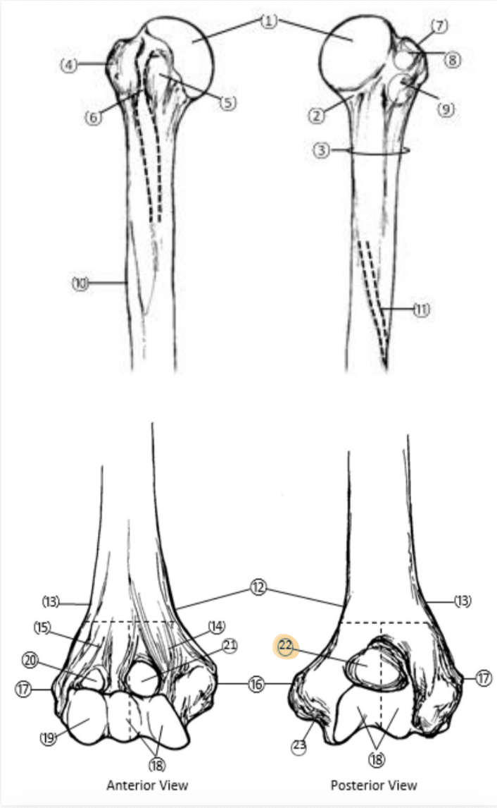 <p>On the Distal end of the Humerus, which part is highlighted (22)?</p>