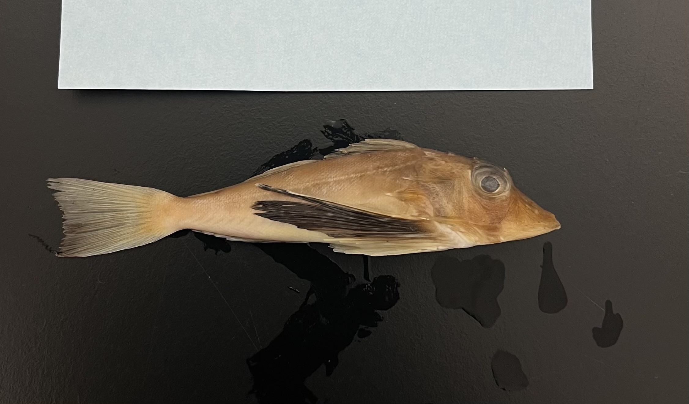 <p>Searobins</p>