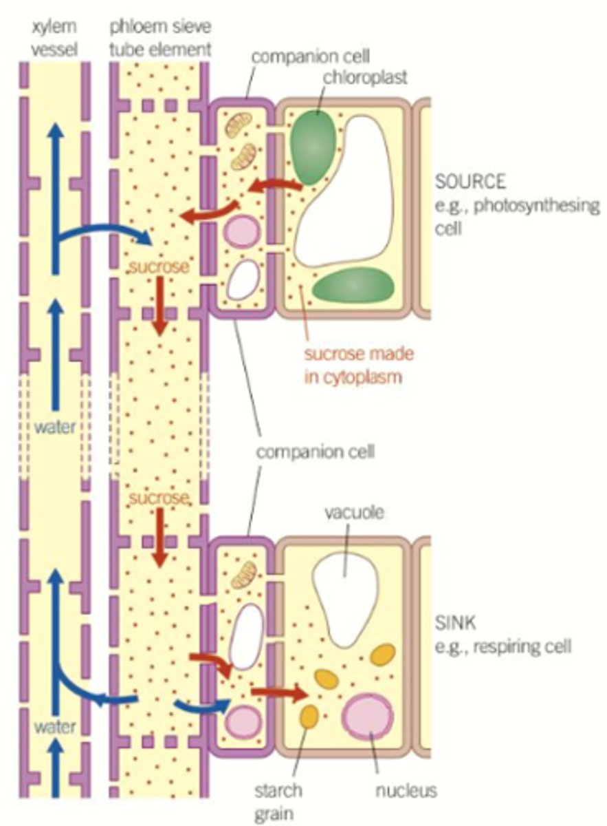 <p>Water moves up the stem via mass flow in vessels called xylem</p><p>• Pressure is high in root (water in) and low in leaf (water out)</p><p>• The pressure differential results in the mass flow of water</p><p>This capillary action is mediated by two forces:</p><p>• Cohesion (water molecules stick together by H-bonding)</p><p>• Adhesion (water molecules adhere to the xylem wall)</p>