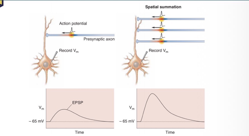 <p>How does activation of a single synapse vs activation of ,ultiple inputs generate ?</p>